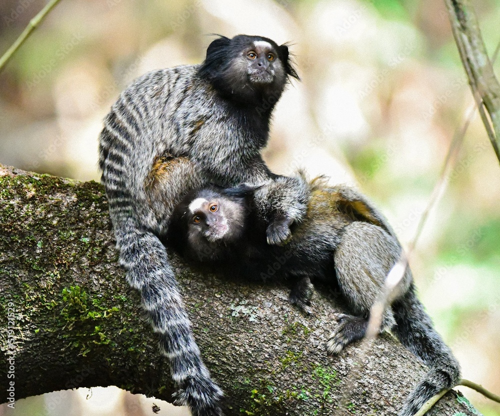 Fototapeta premium black-pencilled marmoset (Callithrix penicillata)
