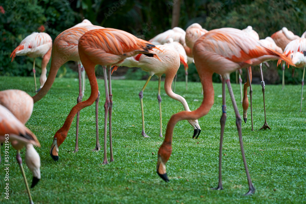 some flamingos eating grass at freedom some flamingos eating grass at freedom