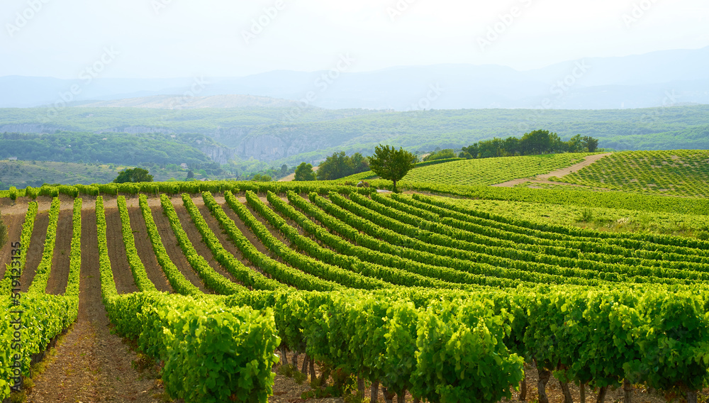 Landscape with Vineyards in The Luberon in central Provence in Southern France