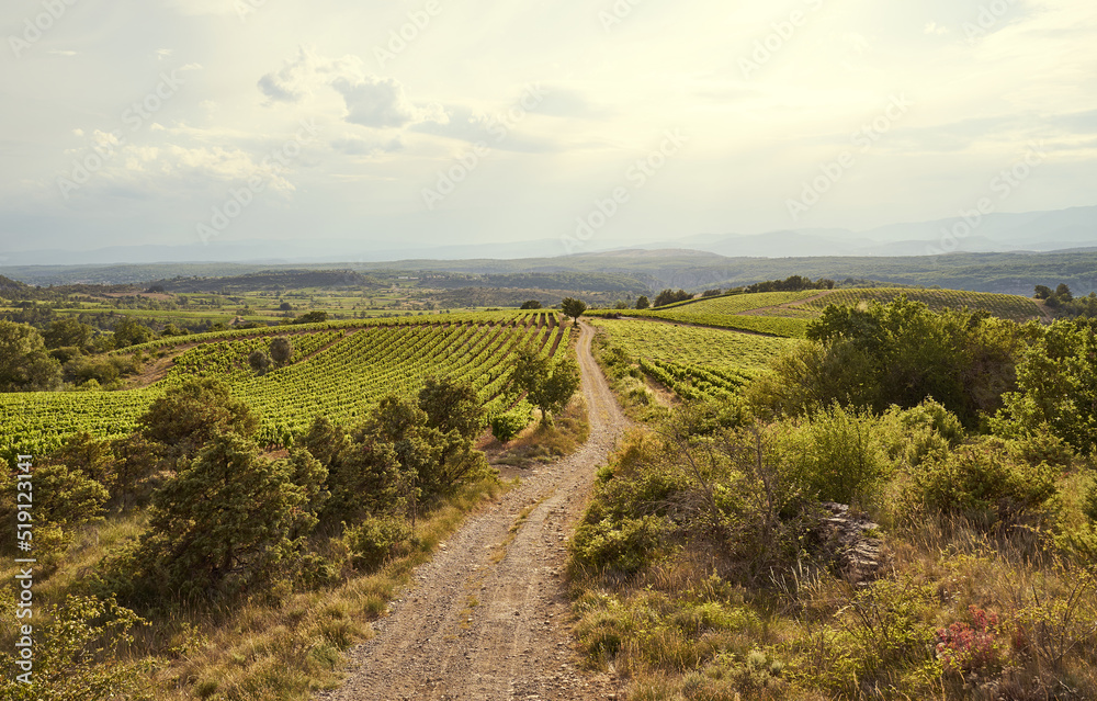 Fototapeta premium Gravel Road through landscape with Vineyards in The Luberon in central Provence in Southern France