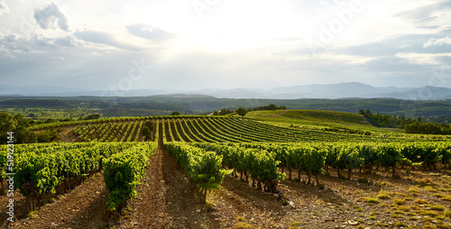 Landscape with Vineyards in The Luberon in central Provence in Southern France