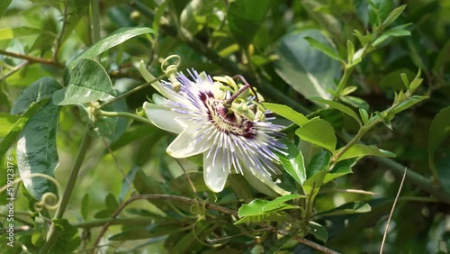 Blue passion flower with green foliage in garden. Passiflora caerulea. Homeopathic herb photo