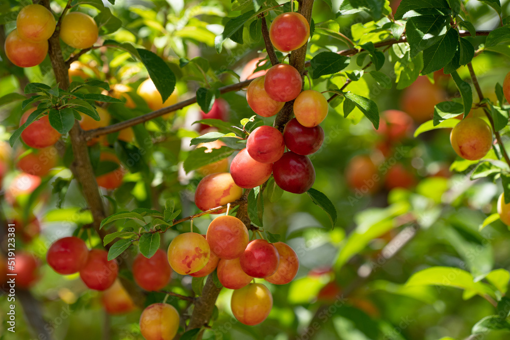 Reifende, gelb rote Mirabellen im sonnigen Sommer an einem Baum in Nahaufnahme Reifende, gelb rote Mirabellen im sonnigen Sommer an einem Baum in Nahaufnahme