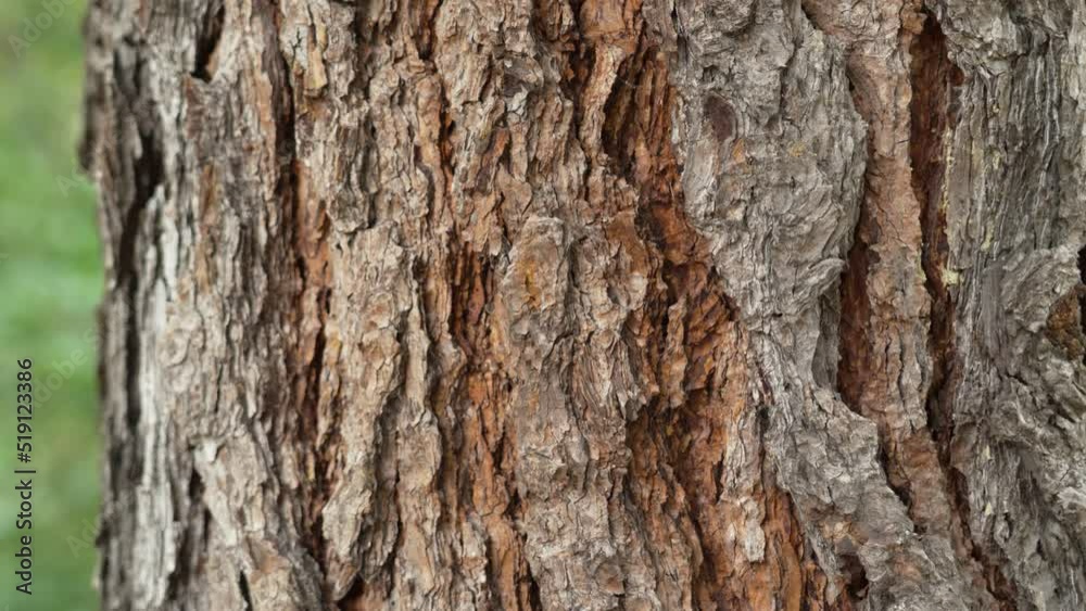 Rough texture brown bark of a tree trunk close-up in the forest. Beauty of nature eco concept Rough texture brown bark of a tree trunk close-up in the forest. Beauty of nature eco concept