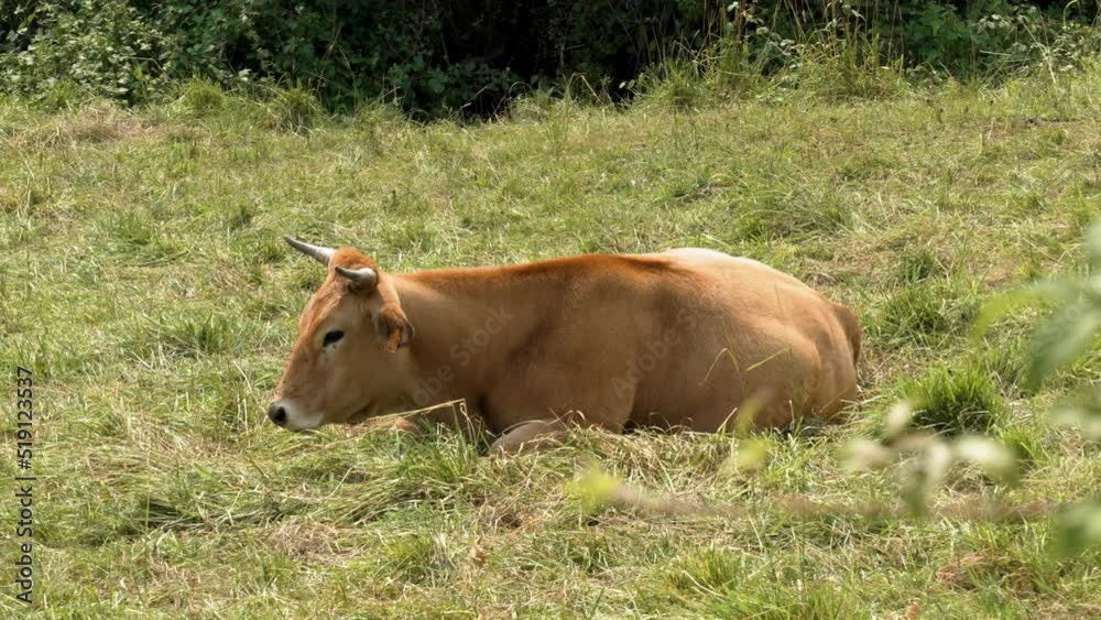Resting lying brown horned cow on a green summer rural farm pasture Resting lying brown horned cow on a green summer rural farm pasture