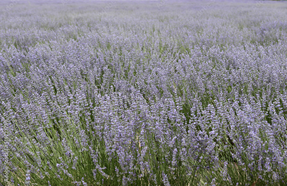 Lavender field in summer season