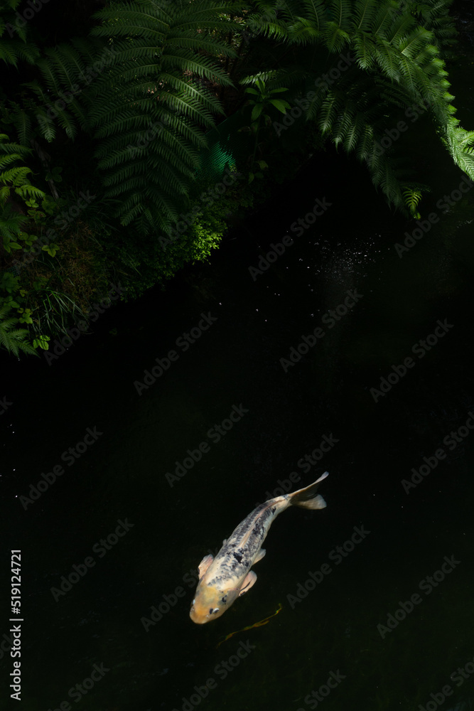 Fototapeta premium fish in the water