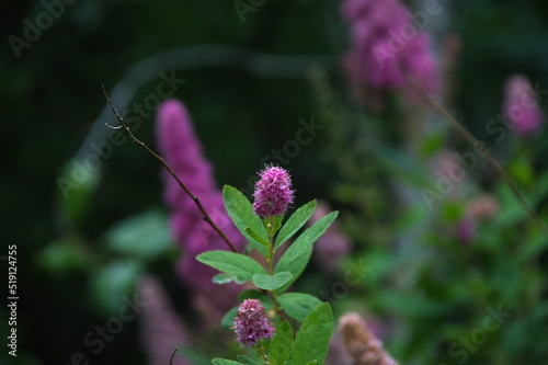 flowers in the garden