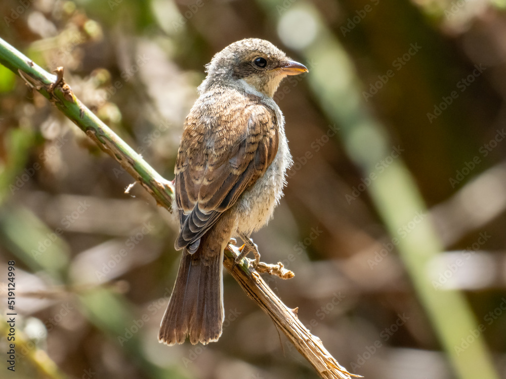 Fototapeta premium Neuntöter