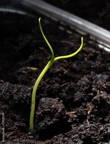 A small sprout of bell pepper sprouts in the ground.