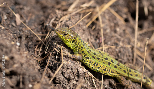 Green lizard on the ground in spring.