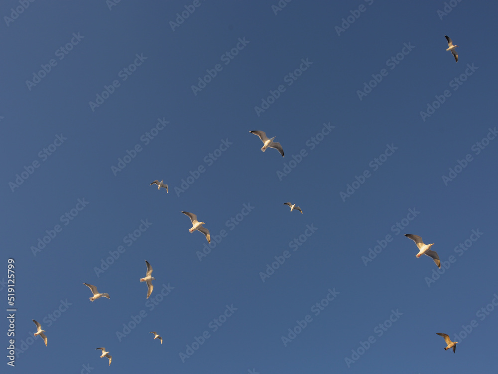 Group of seagulls flying in the blue sky. Freedom and tranquility concept in a minimalist art photo Group of seagulls flying in the blue sky. Freedom and tranquility concept in a minimalist art photo