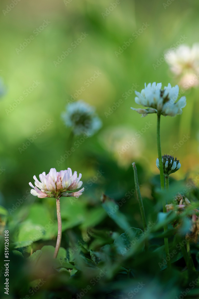Trifolium pratense, pink clover flower and leaves on green background. High-quality photo Trifolium pratense, pink clover flower and leaves on green background. High-quality photo