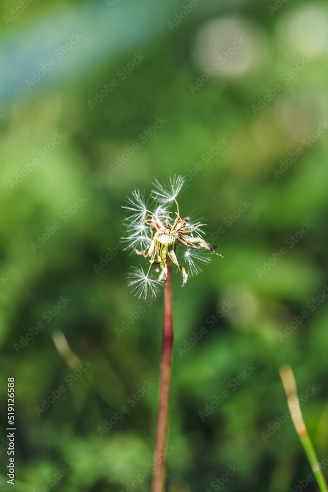 Closed Bud of a dandelion. Dandelion white flowers in green grass. High quality photo. Closed Bud of a dandelion. Dandelion white flowers in green grass. High quality photo.