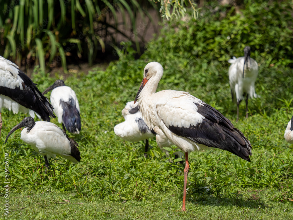 Fototapeta premium Weißstorch