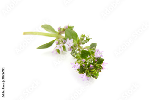 Sprig of fresh thyme isolated on white background