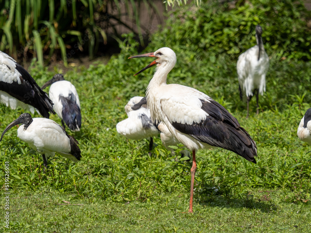 Fototapeta premium Weißstroch
