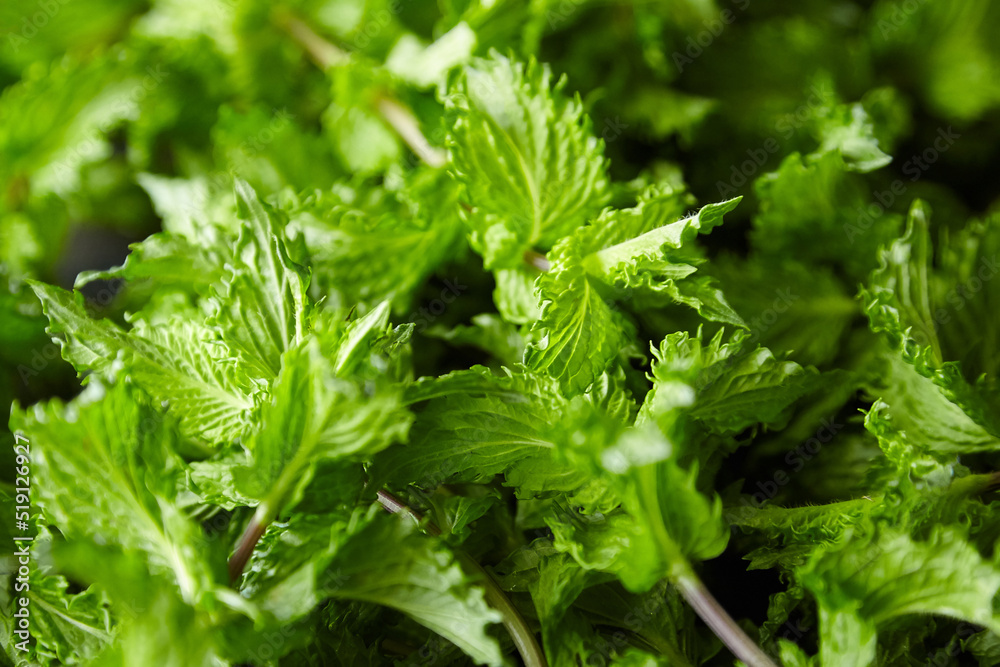 Fresh organic mint herb leaves Fresh organic mint herb leaves