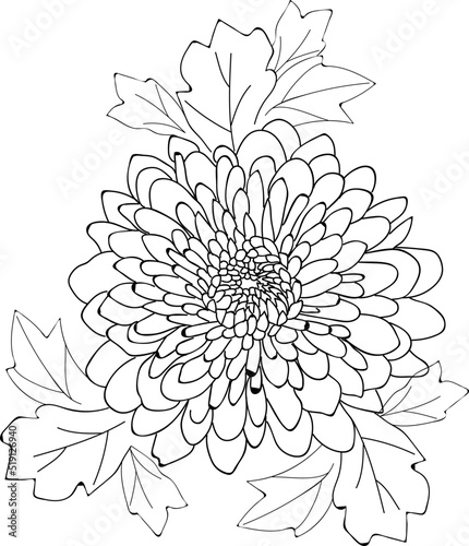 Fototapeta Naklejka Na Ścianę i Meble -  black &white dahlia flower color page for chidren