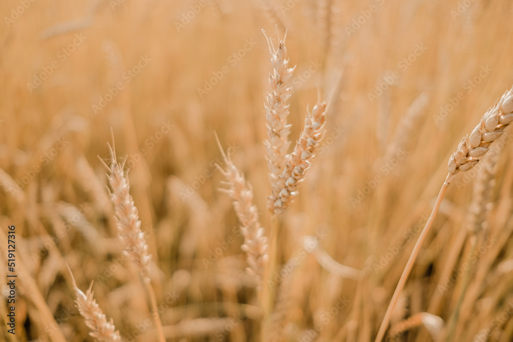 Close-up of ears of rye. Sowing wheat. Agrocomplex and sunflower oil. Rye and the creation of flour and bread. Baking bakery products. Gluten products. Field of ripening rye in a summer day. sunrise. Close-up of ears of rye. Sowing wheat. Agrocomplex and sunflower oil. Rye and the creation of flour and bread. Baking bakery products. Gluten products. Field of ripening rye in a summer day. sunrise.