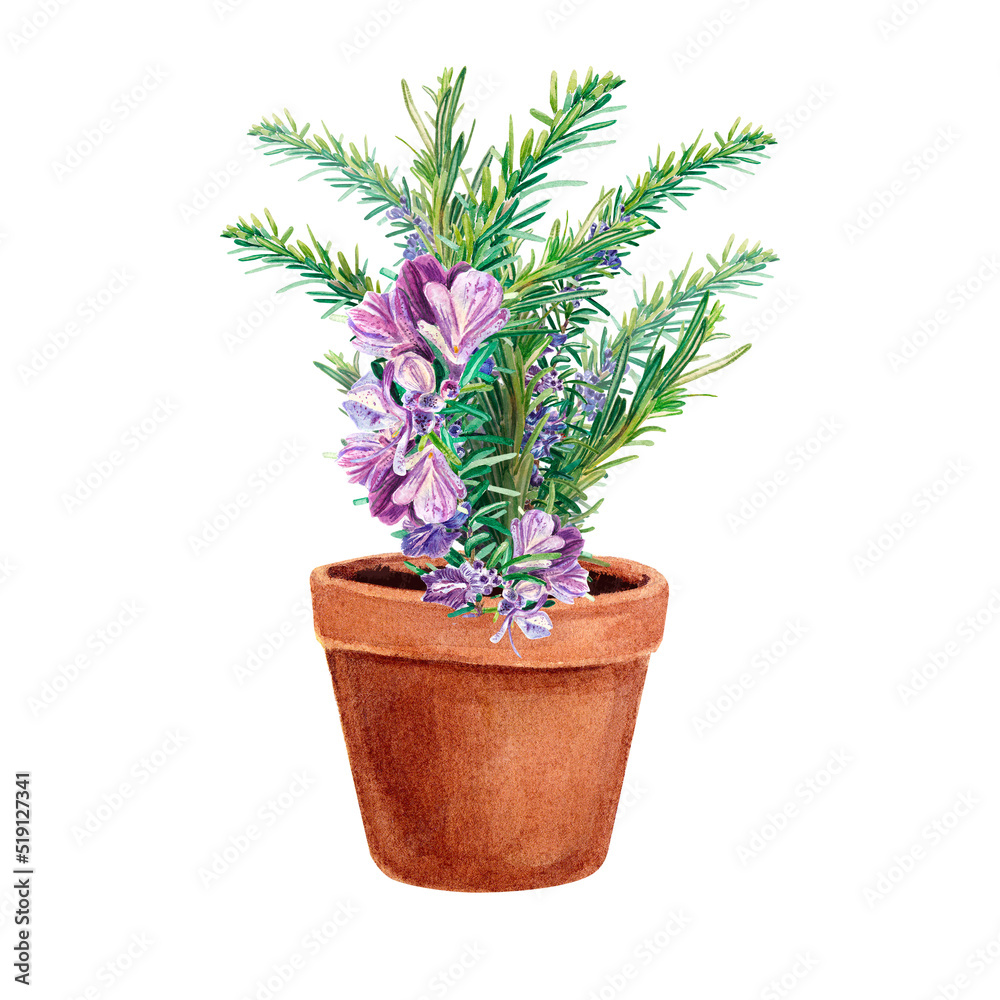 Rosemary with large purple flowers on a white background in a pot. Twig with flower. Watercolor illustration of spices for cooking. Botanical provencal herbs. For decoration in design,textiles, labels Rosemary with large purple flowers on a white background in a pot. Twig with flower. Watercolor illustration of spices for cooking. Botanical provencal herbs. For decoration in design,textiles, labels