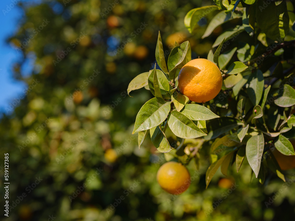 sunny ripe oranges in a garden in Turkey. summer background