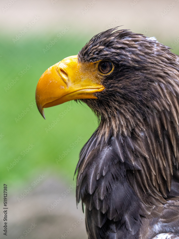 Obraz premium Steinadler