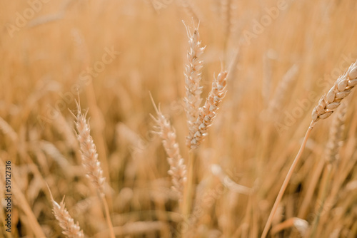 Close-up of ears of rye. Sowing wheat. Agrocomplex and sunflower oil. Rye and the creation of flour and bread. Baking bakery products. Gluten products. Field of ripening rye in a summer day. sunrise. © Artem