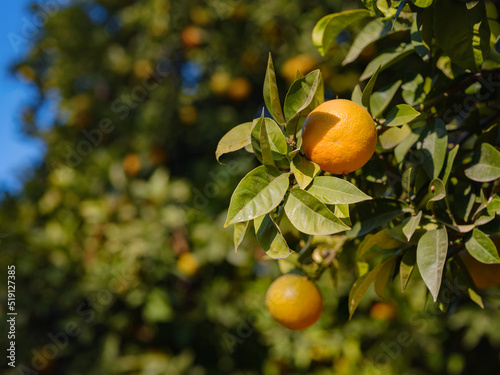 sunny ripe oranges in a garden in Turkey. summer background
