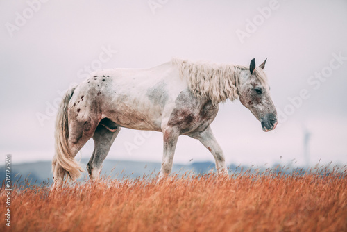 White Horse in a field