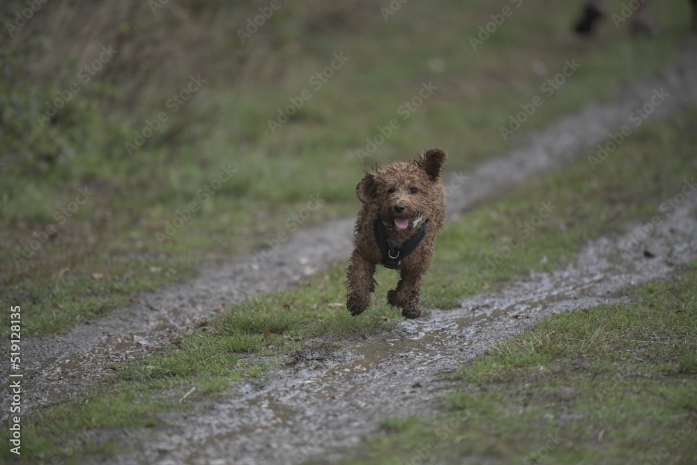 wet curly puppy running on muddy path with mouth open