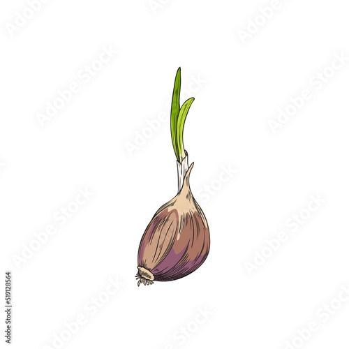 Hand drawn colorful sprouted garlic sketch style, vector illustration