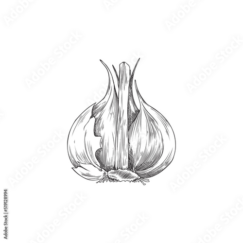 Garlic single bulb hand drawn vintage vector illustration isolated on white.