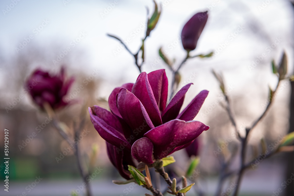 Wallpaper. Close-up of a purple magnolia. Magnolia blossom in the city. Spring floral background Magnolia blossom botanical garden Wallpaper. Close-up of a purple magnolia. Magnolia blossom in the city. Spring floral background Magnolia blossom botanical garden