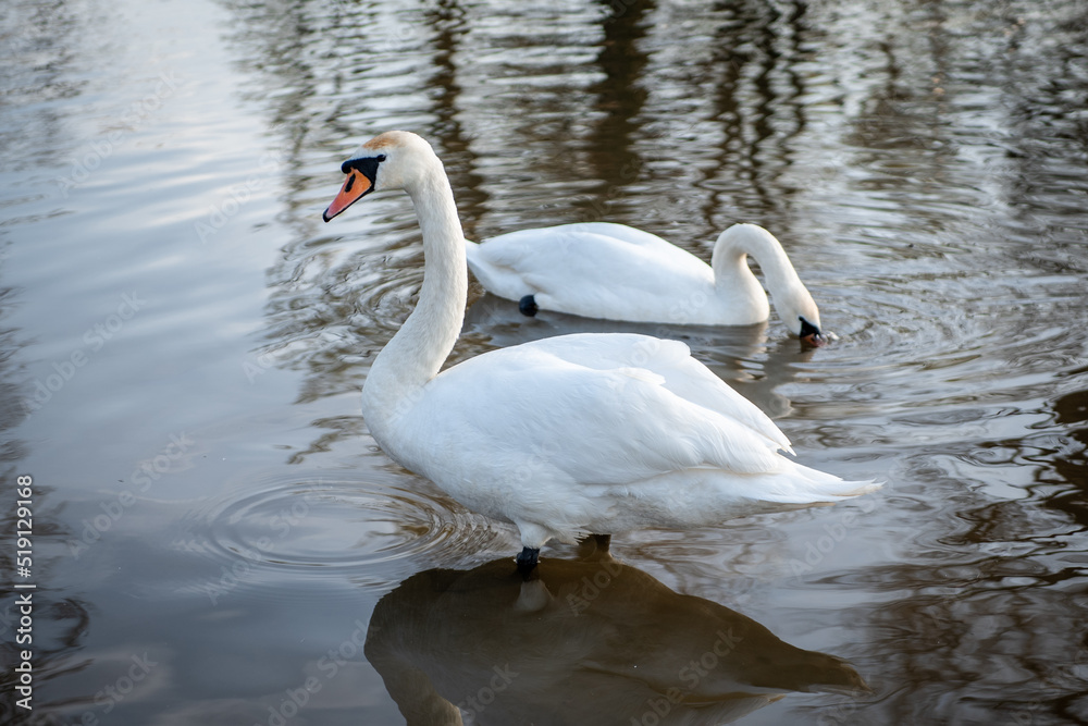 Fototapeta premium Mute swans on vacation. View of the pond with white swans