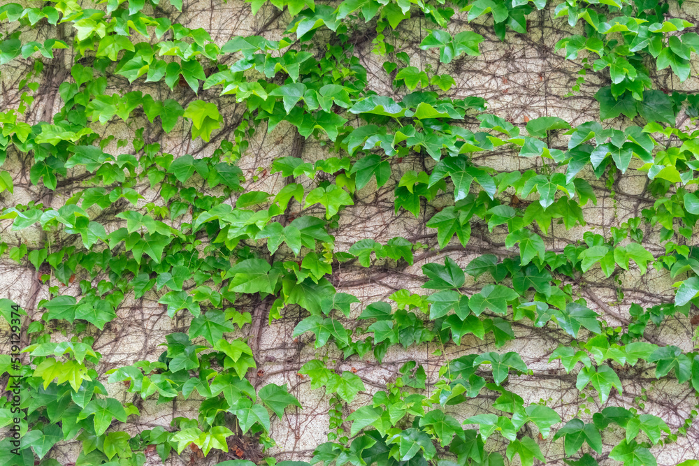 Textura de hojas trepadora en pared de una casa en el campo
