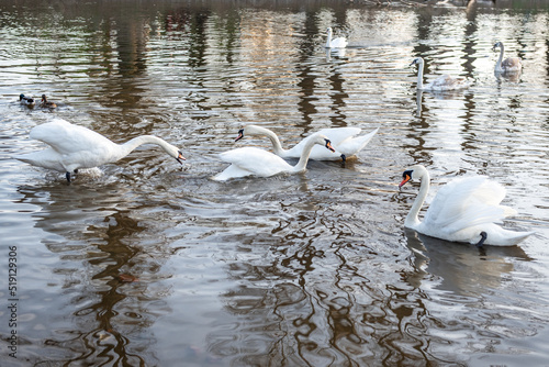 Mute swans on vacation. View of the pond with white swans