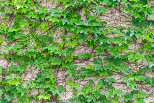 Textura de hojas trepadora en pared de una casa en el campo © MaraCandelaria