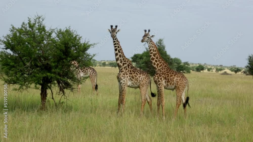 Herd of Masai Giraffe eating from Tree in Maasai Mara National Reserve Herd of Masai Giraffe eating from Tree in Maasai Mara National Reserve