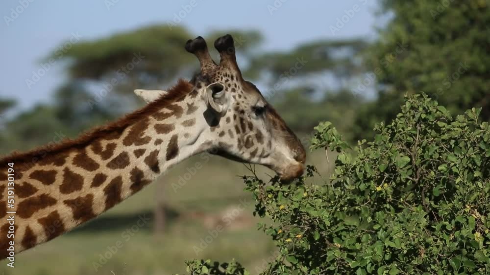 CU Masai giraffe eating from a tree CU Masai giraffe eating from a tree