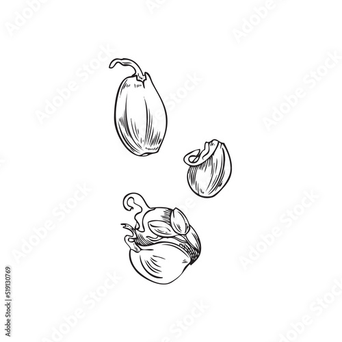 Hand drawn monochrome garlic sprouts sketch style, vector illustration