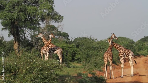 Rothschild's giraffe males fighting at Murchison Falls National Park in Uganda