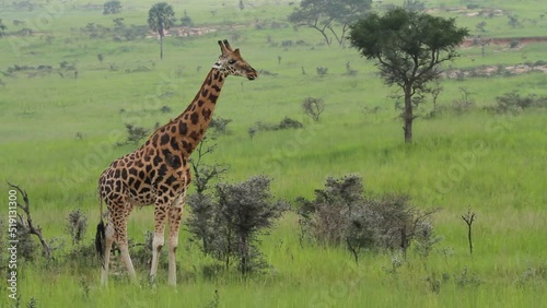 Rothschild's giraffe standing and ruminating at Murchison Falls National Park in Uganda photo