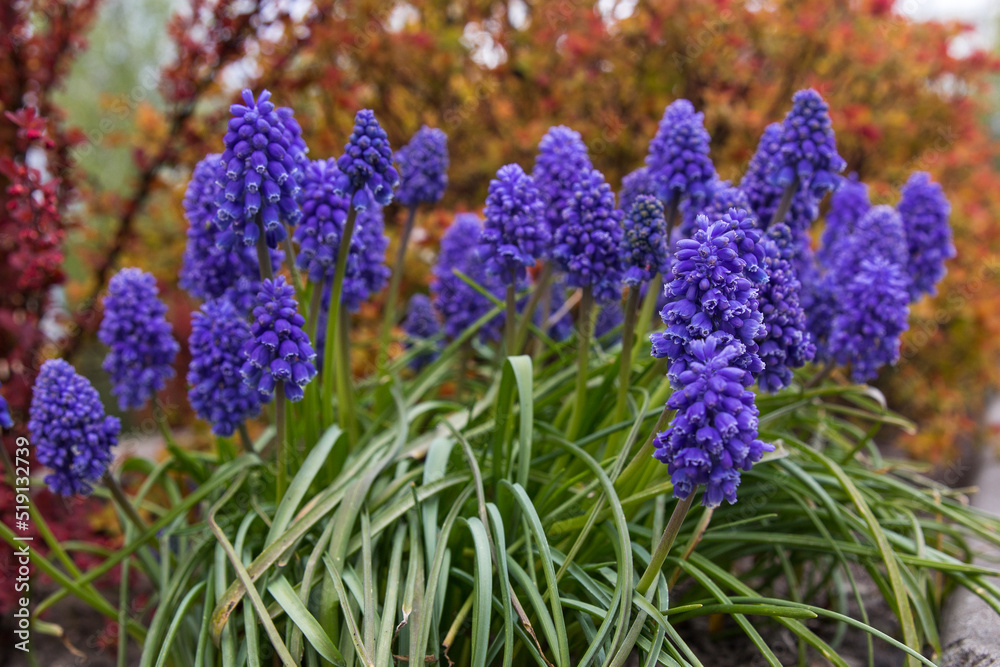 Grape hyacinth (Muscari armeniacum) is a mid-spring blooming, perennial bulb in the Lily Family native to southeastern Europe. Bell-shaped deep blue grape hyacinth with autumn background Grape hyacinth (Muscari armeniacum) is a mid-spring blooming, perennial bulb in the Lily Family native to southeastern Europe. Bell-shaped deep blue grape hyacinth with autumn background