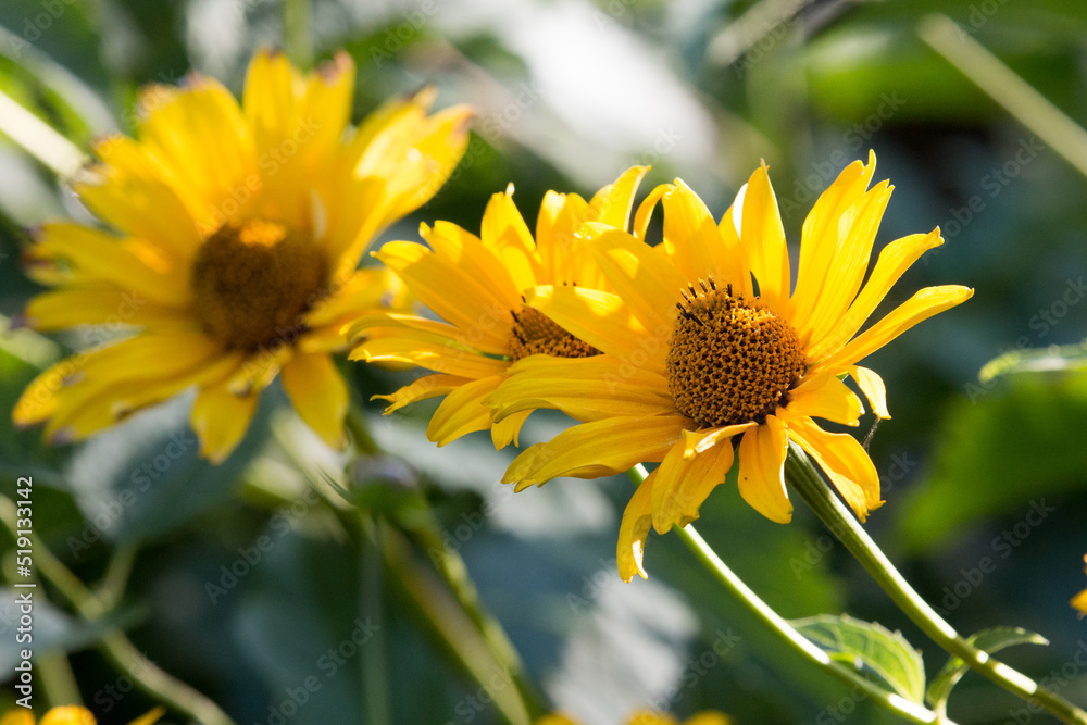 Fototapeta premium Common sunflower with coarsely hairy leaves and stems. Yellow ray flowers surround brown disk flowers. The state flower of Kansas. Beautiful blooming sunflowers on the sunset sun