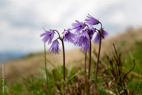Alpine snowbell or blue moonwort in the wild growing in the Alps. Closeup of soldanella alpina flowers, blurry mountain background with grass. Violet flowers of blue moonwort plant in cloudy weather photo