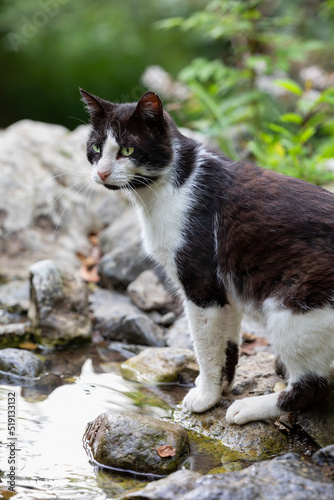 black and white wild cat in the forest on the river on the rocks. vertical portrait with space for copy.