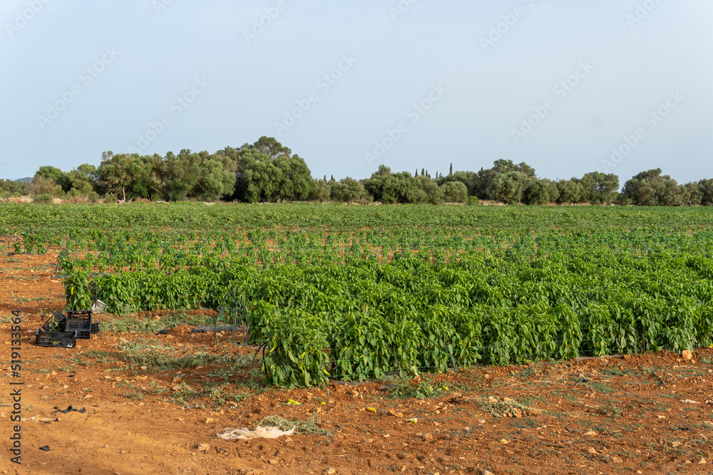 Close-up of a bell pepper plantation, Capsicum annuum