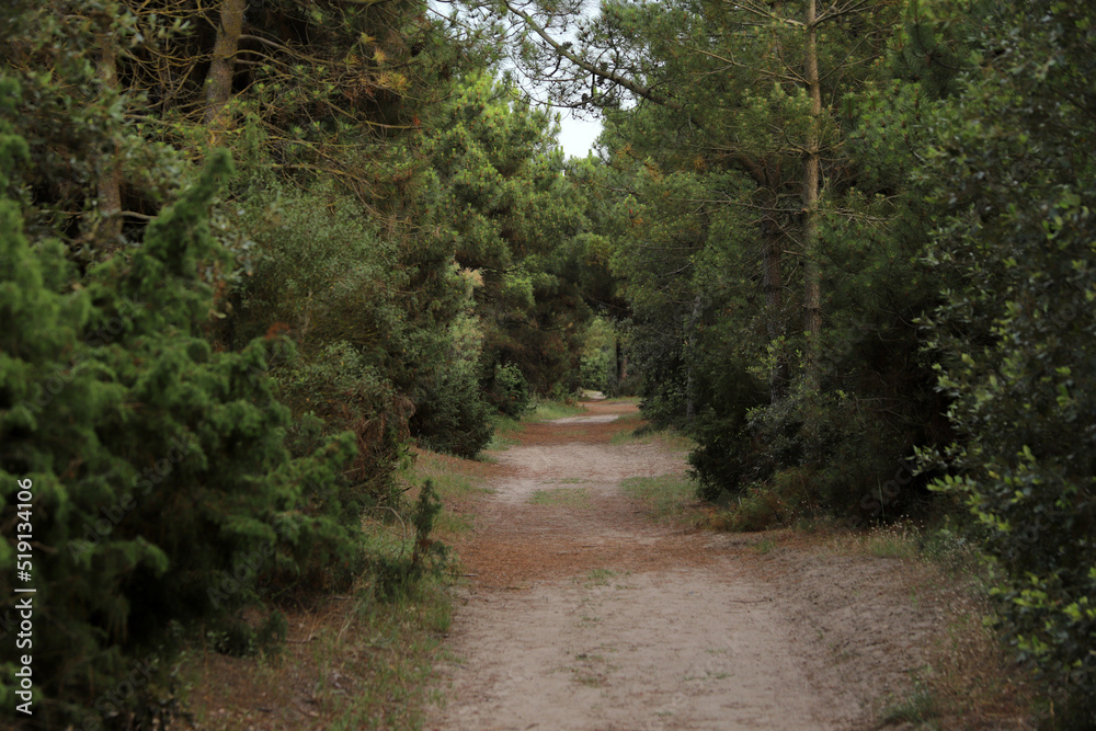 Fototapeta premium footpath in the woods
