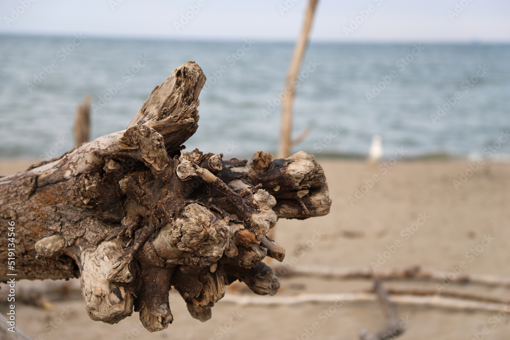 dead tree on the beach